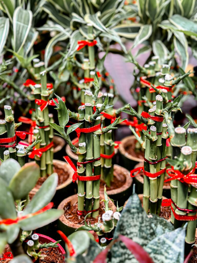 lucky bamboo