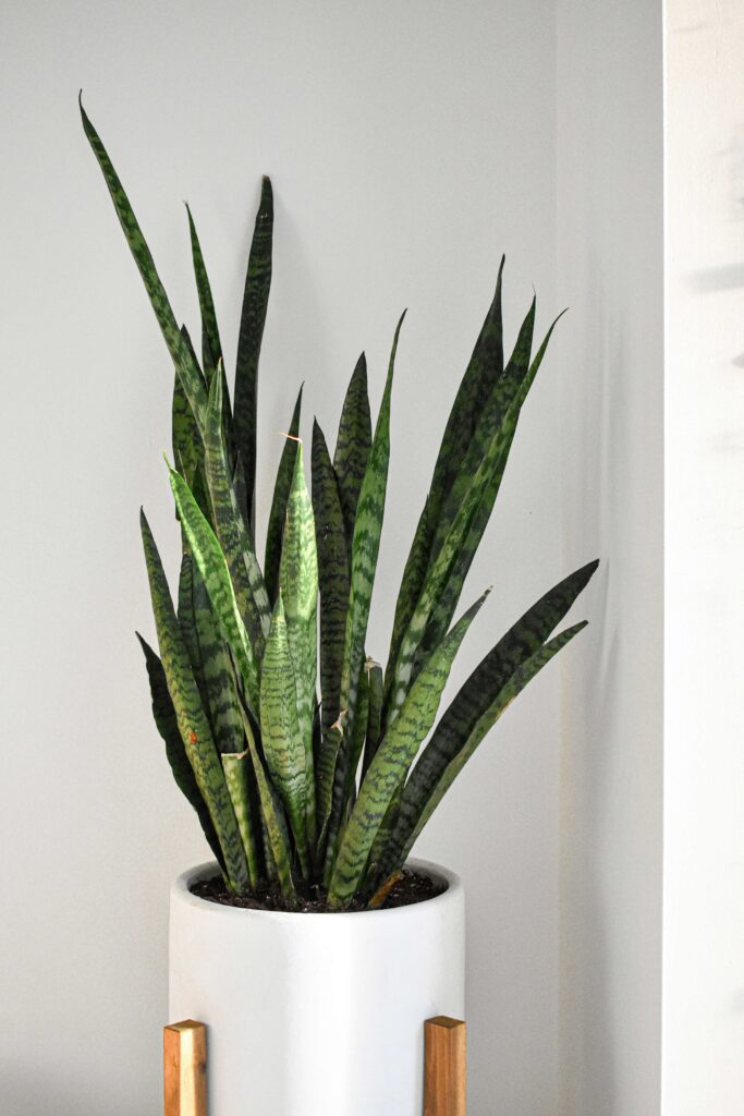 snake plant